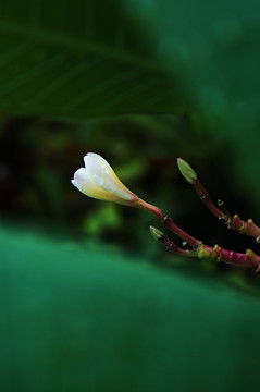 植物特写花苞