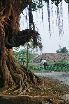 种菜风景