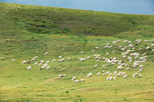 草原山坡放牧羊群绵羊