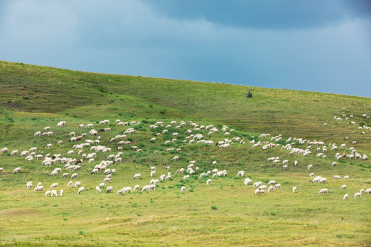 草原牧场羊群绵羊