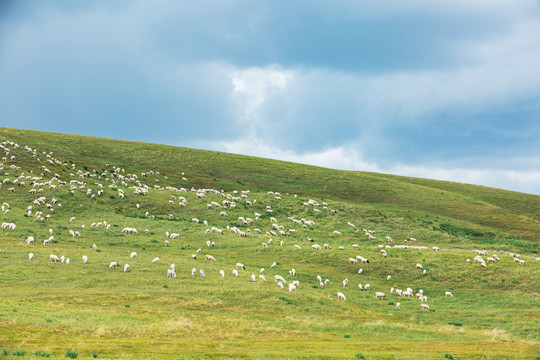 秋季草原山坡羊群