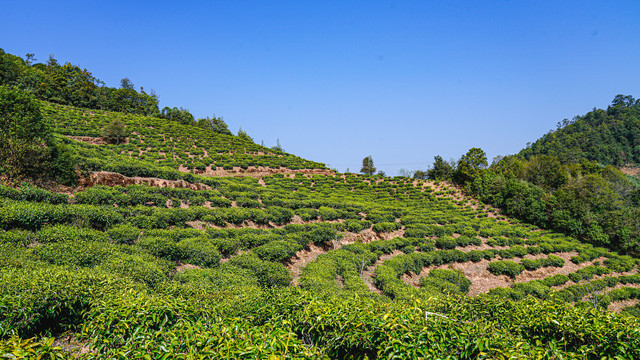 台地茶茶山