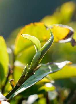 普洱茶茶树