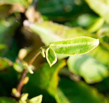 普洱茶茶树