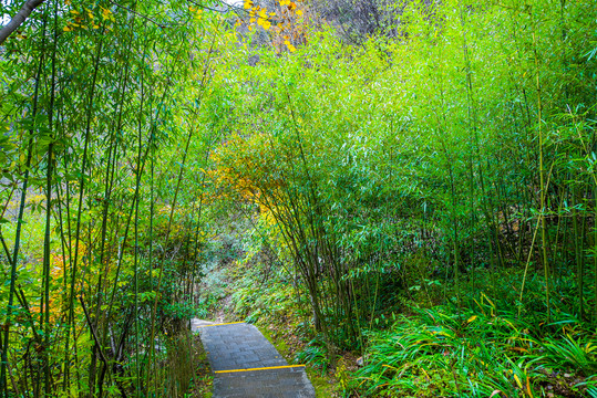 竹林小道