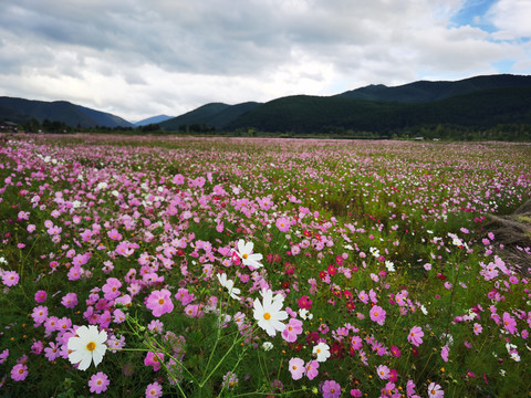 泸沽湖格桑花海