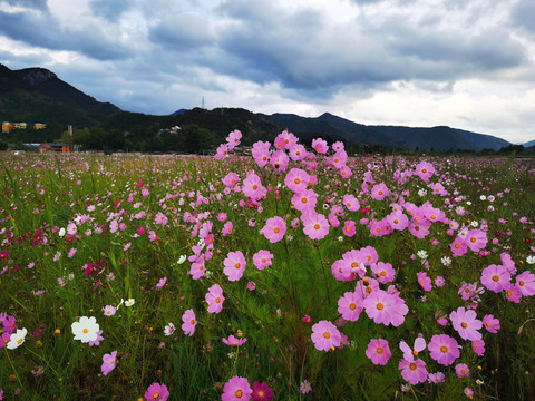 泸沽湖格桑花海