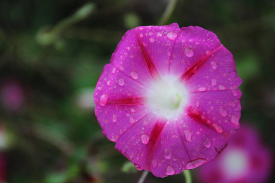 喇叭花牵牛花