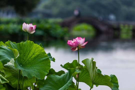 杭州曲院风荷