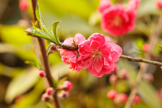 桃树花枝