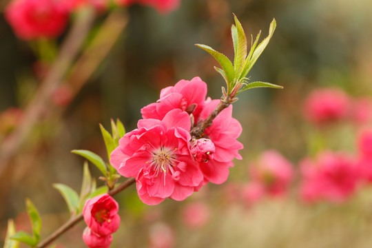 桃树花枝