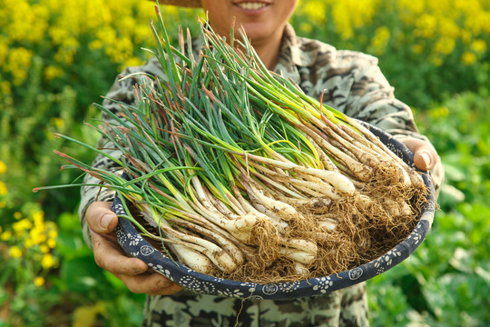 一篮带叶藠头