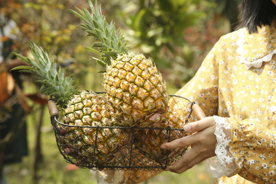 手里端着一篮香水菠萝