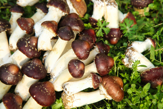 一堆新鲜的松茸菇