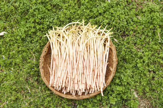 一篮四川鱼腥草嫩芽