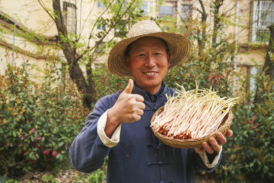 手里端着一篮鱼腥草嫩芽