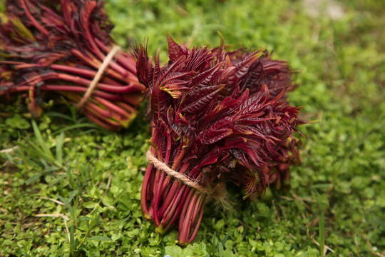 草地上的头茬香椿芽