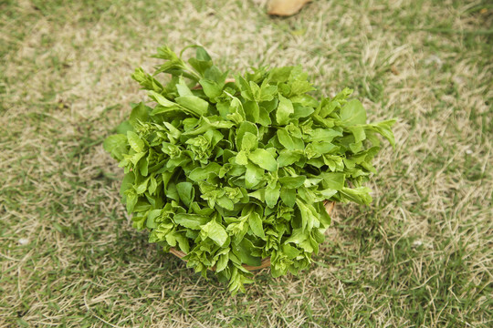 一篮枸杞嫩芽