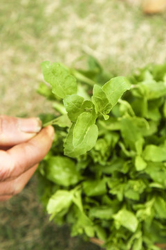 手里拿着枸杞菜