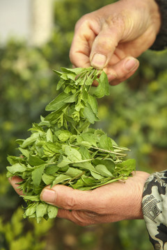 手里拿着枸杞嫩芽