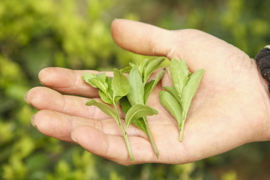 手里拿着枸杞嫩芽