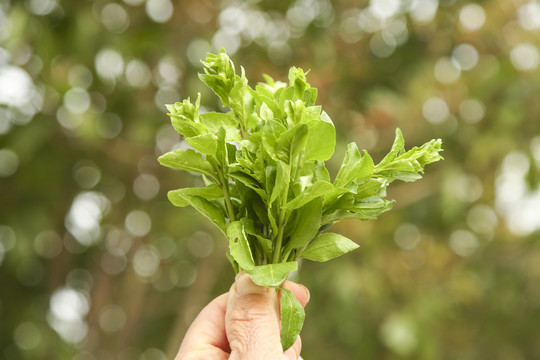 手里拿着枸杞头嫩芽