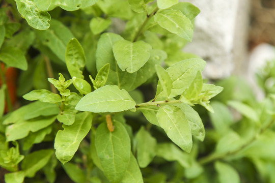 新鲜的枸杞菜