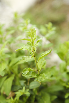 新鲜的枸杞菜