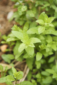 新鲜的枸杞菜