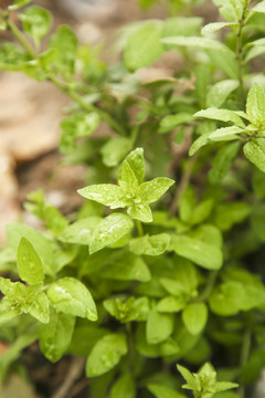 新鲜的枸杞菜