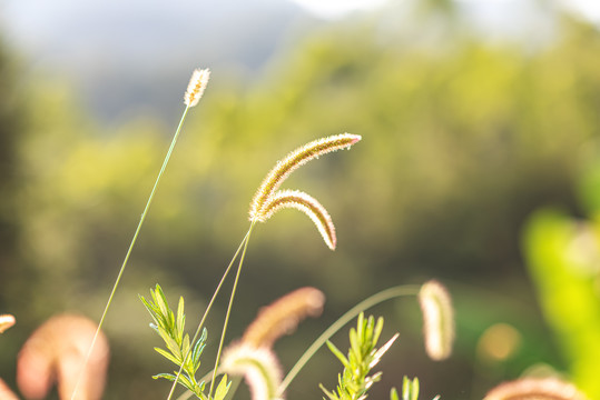 狗尾巴草微距特写