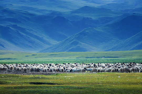 新疆巴音布鲁克草原牧场