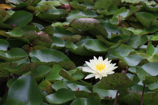 一朵花