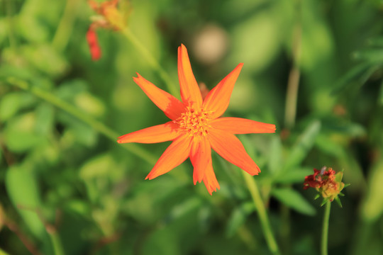 金鸡菊