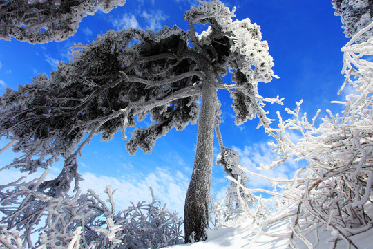 冰雪雾凇古树屹立蓝天