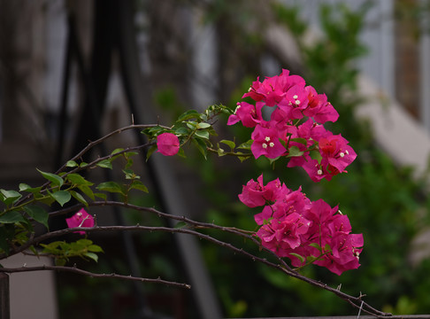 满庭贺春红花开