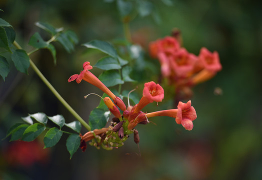 凌霄花满枝头