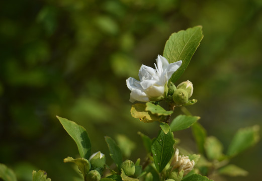 白花重瓣木槿