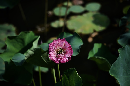 荷花