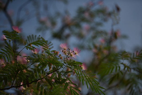 初秋的合欢花