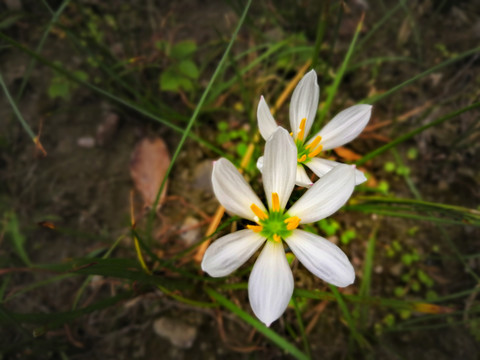 小白花