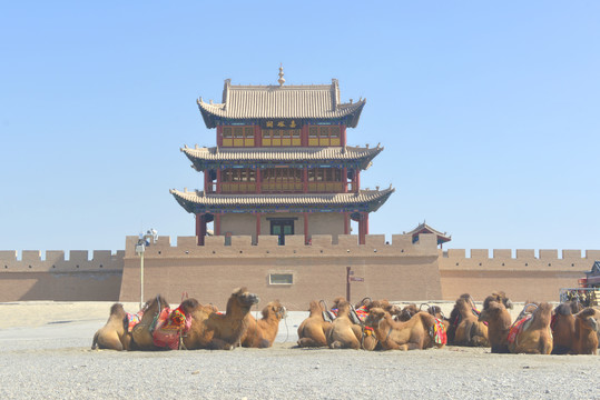 嘉峪关楼城楼及骆驼