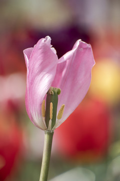 郁金香花瓣