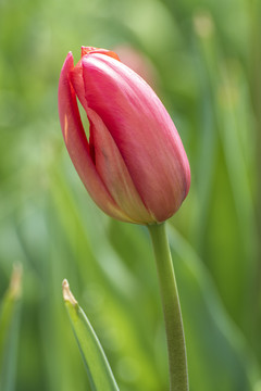 郁金香花苞特写