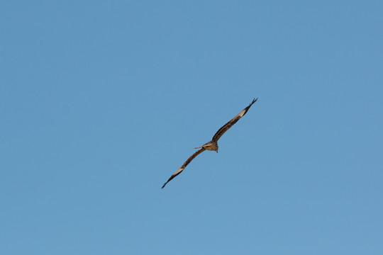 鹰击长空