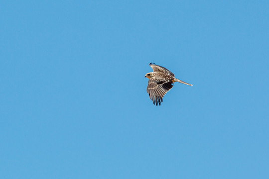 鹰击长空