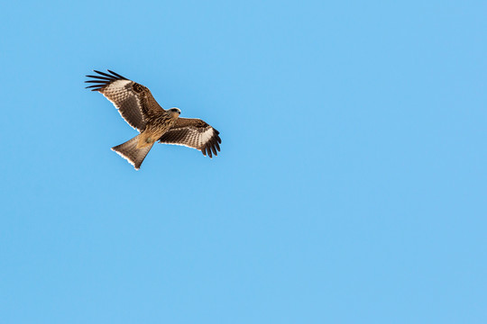 鹰击长空