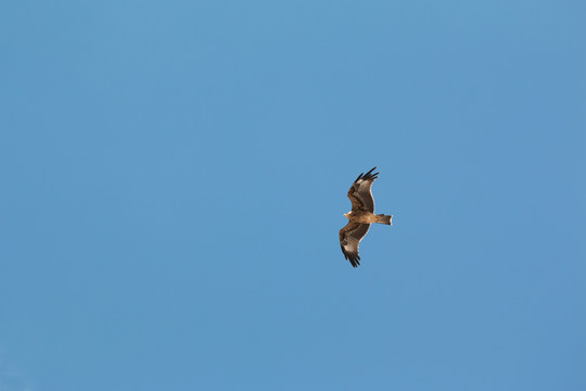 鹰击长空