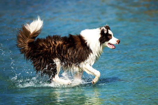 边牧犬