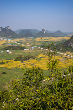 金色稻田秋收秋景